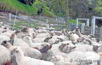 Mucha lana poca ruana en Marulanda - La Patria.com