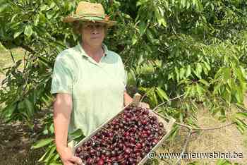 Kersenteelster uit Borgloon verkoopt gekloven kersen voor confituur