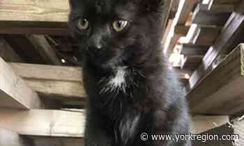 News 'We are floored': Carma Farms in Markham looking for stolen kitten Markham Economist & Sun - yorkregion.com