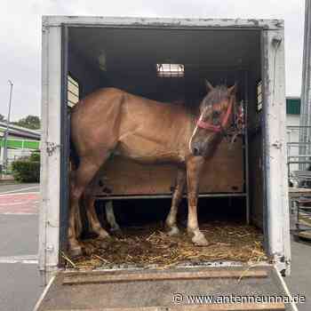 Polizei stoppt Tiertransporter bei Unna - Antenne Unna