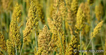 Flavor of the Week: Millet, the grain that’s a grass
