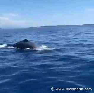 Il filme un cachalot dans la baie de Cannes