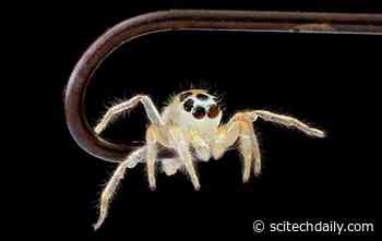 How Spiders Can Distinguish Living From Non-Living Objects in Their Peripheral Vision