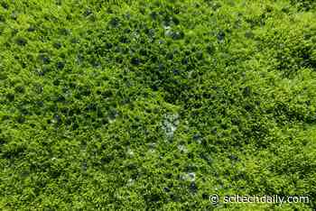 Arrival of Land Plants 400 Million Years Ago Changed Earth’s Climate Control System