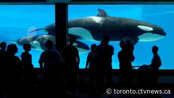 Marine mammals 'in distress,' province orders Marineland to fix water system