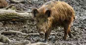 Feral hogs have outsized climate impact 'greater than a million cars'     - CNET