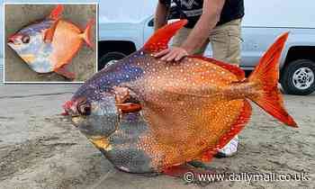 Giant 100-pound moonfish which typically lives in the tropics is found dead on an Oregon beach