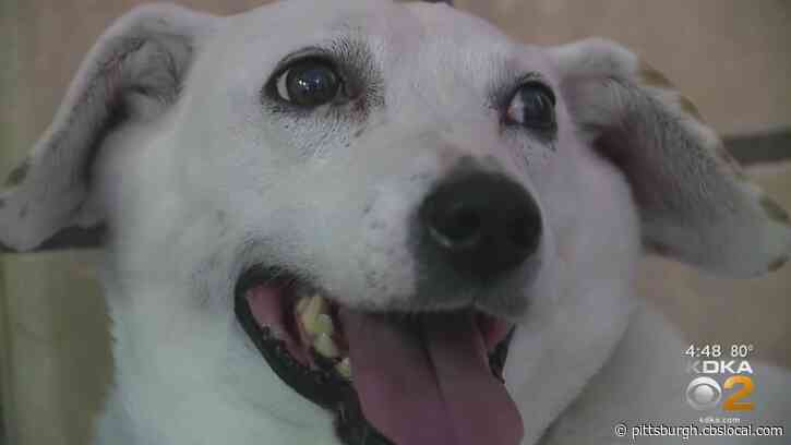 Furry Tails: Gertie Between A Rock And A Hard Place
