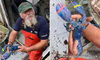 Massachusetts fishermen catches rare one-in-two-million blue lobster off Cape Ann