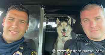 Police Rescue Dog from Hot Car After Owner Dies in Fatal Shooting
