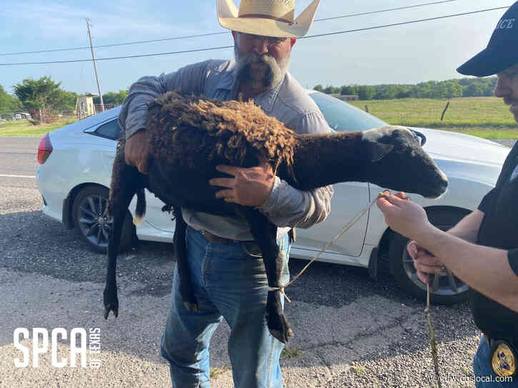 4 Sheep Rescued From Trunk Of Car In Hunt County During Traffic Stop, 1 Found Deceased