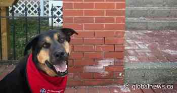 Nixon the therapy dog hopes to raise $5,000 for Ronald McDonald House fundraiser