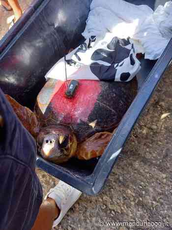 MANDURIA - Liberata ieri mattina a Torre Colimena Elena, la tartaruga tratta in salvo nei pressi del lido Donna Elena - ManduriaOggi
