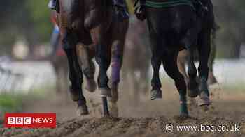 Horse racing: Inside the abattoir slaughtering racehorses