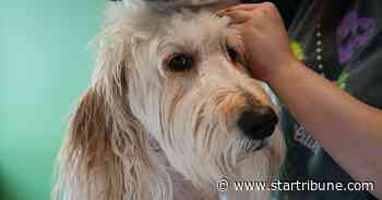Bubbly Paws dog grooming business expanding beyond Twin Cities