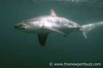 Six foot shark spotted 10 feet off Rhode Island beach - Newport Buzz