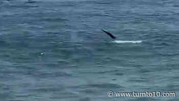 Shark spotted near Rhode Island shore - WJAR