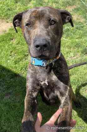 Meet Bruno, a sweet, gentle giant | Rome Daily Sentinel - Rome Sentinel