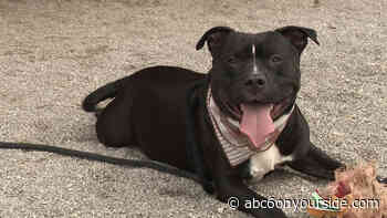 Investigation into death of beloved Franklin County Shelter dog 'Bruno' underway - ABC6OnYourSide.com