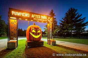 Explore 6000+ Pumpkin Sculptures in Calgary This Halloween Season - To Do Canada