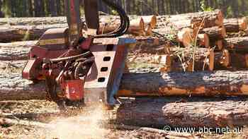 'Non-essential' forestry industry seeks clarity about SA lockdown at 11th hour