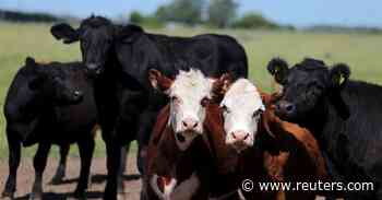 Latin America to defend beef production at UN food summit - Reuters
