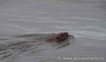 Bever opnieuw gespot in het water bij de pont - De Stadskoerier