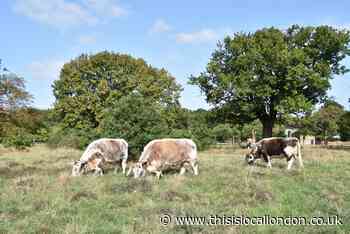 Volunteers needed to help look after cows on Wanstead Flats