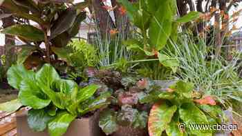 Yes, you can have a tropical-feeling garden in Alberta