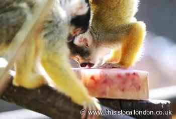 Chessington World of Adventures cools animals with lollies