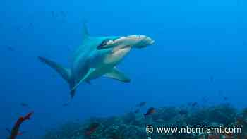 Biscayne Bay Is a Baby Shark Nursery for Hammerheads