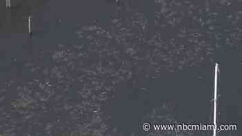 Protesters Near Tampa Seek Help Dealing With Fish-Killing Red Tide