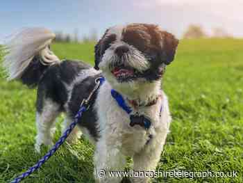 This is why dog owners shouldn't walk their pets during a heatwave