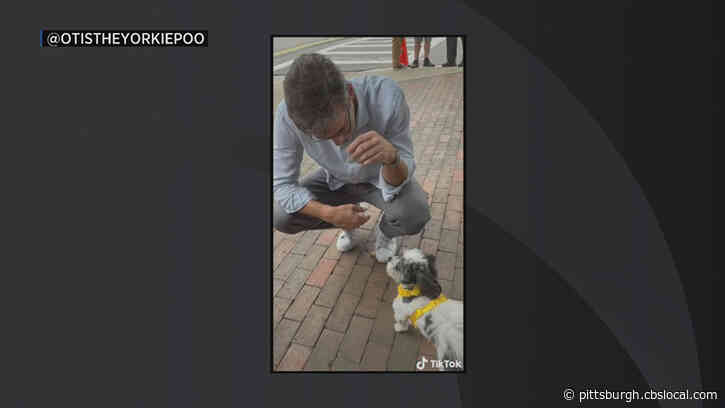 WATCH: Jon Hamm Meets Dogs While Filming Movie In Boston