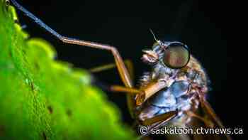 Saskatoon mosquito numbers plunge due to scorching summer weather trend