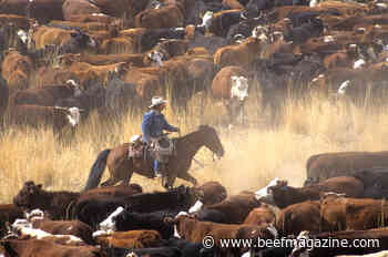 BQA program increases beef quality, consumer confidence