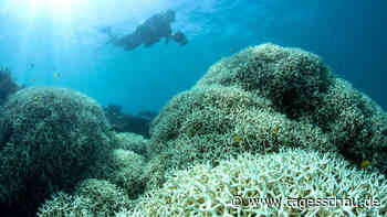 Strategiepapier: Forscher fordern Schutz für Korallen