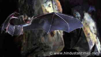 Research finds novel coronavirus, related to SARS-Cov-2 that causes Covid-19, in horseshoe bats in UK - Hindustan Times
