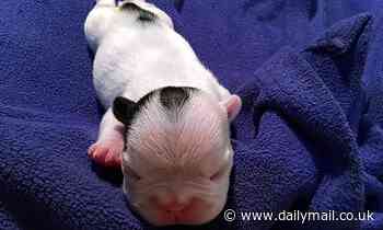 Pets: Unlicensed 'canine fertility clinics' giving dogs human contraceptives to help time litters 