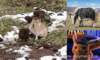 Pikach-EWW! Adorable pikas feast on YAK FAECES to keep their energy levels up in harsh climates