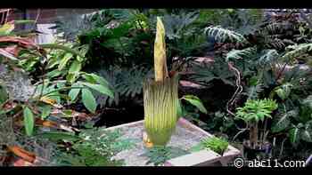 Rare corpse flower at NC State begins to bloom