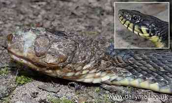 Snakes are being covered with crust and bumps from spreading infectious disease