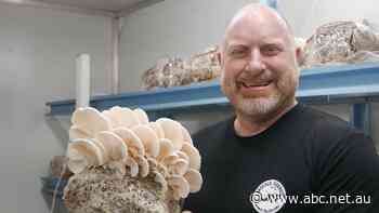 Old Bar's 'mad mushroom man' now an award-winning farmer