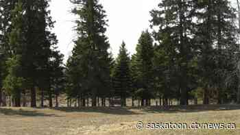 Prince Albert looking to improve accessibility, security at urban park as demand grows