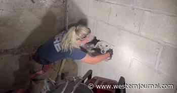 Watch: Firefighters Attempt Impossible Rescue of Dog Loose for 5 Days Found Trapped Inside Walls