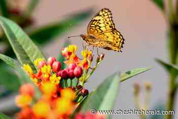 As Butterfly Garden Grows, New Head Gardener Joins - Cheshire Herald