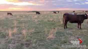Women in agriculture use online tools to build supportive communities