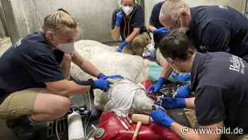 OP im Zoo! - Auch Eisbären müssen mal zum Zahnarzt... - BILD