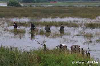Vissers halen 50 kg aan dode vissen uit overstroomde weilanden Schulensbroek - Het Belang van Limburg