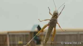 Grasshopper invasion described as 'horror movie' traps residents indoors in Lethbridge, Alta.